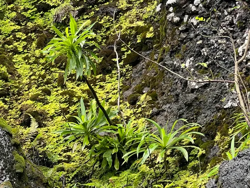 Niihau Lobelia — photo by brendan_stogner