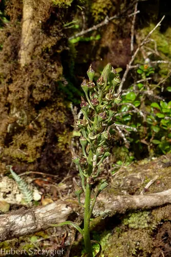 Oahu Lobelia — photo by Hubert Szczygieł
