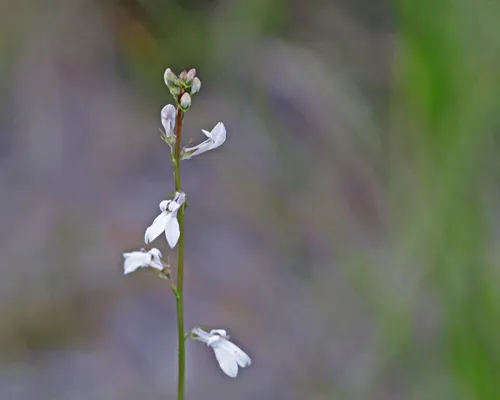 White Lobelia — photo by Mary Keim
