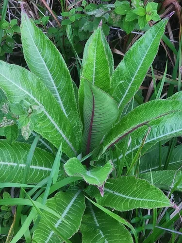Robust Lobelia (var. portoricensis) — photo by Kenson vwa lanati