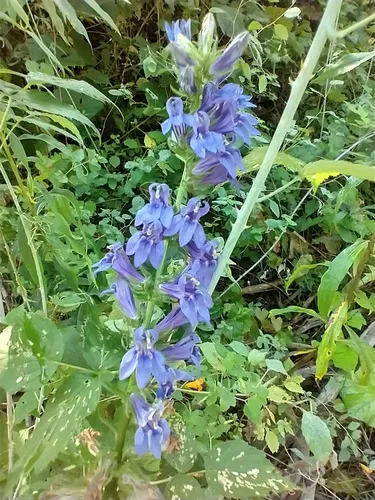 Great Blue Lobelia (var. siphilitica) — photo by Tom Norton