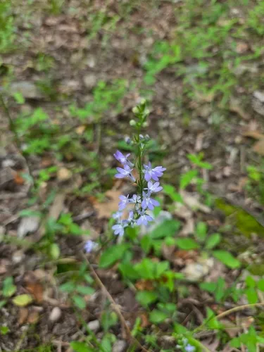 Palespike Lobelia (var. leptostachys) — photo by addy_yoder