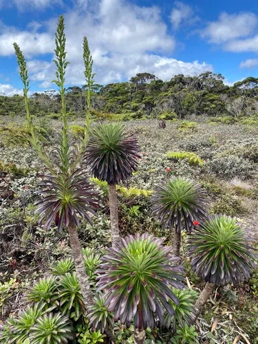 Alakai Swamp Lobelia