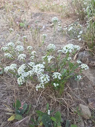 Sweet Alyssum — photo by Shane Hanofee