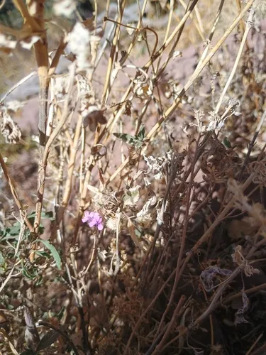 Chisos Mountain False Calico — photo by A Humble Thing