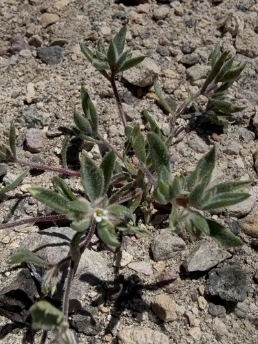 Depressed Ipomopsis — photo by Michelle Skip Vasquez