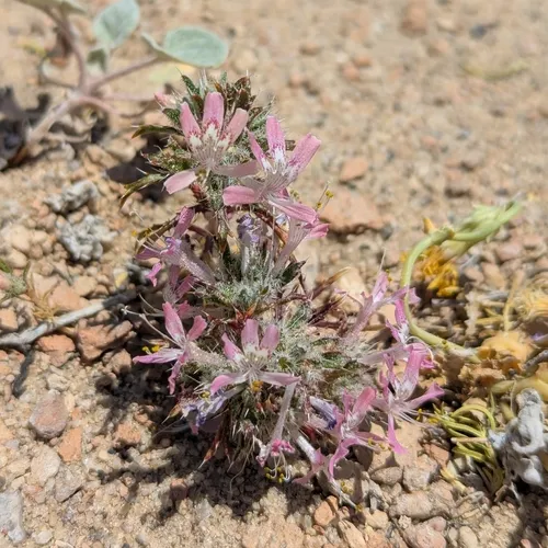 Desert Calico