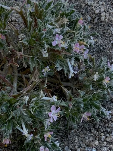 Schott's Calico