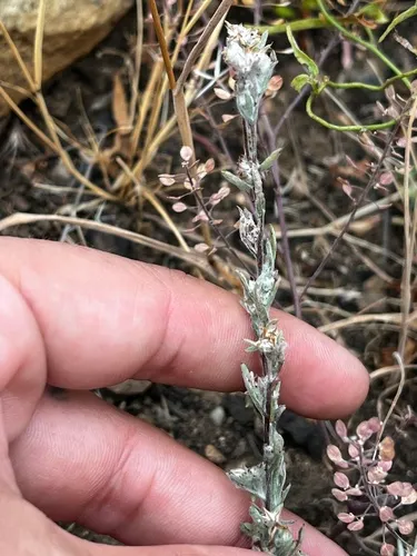 Arizona Cottonrose