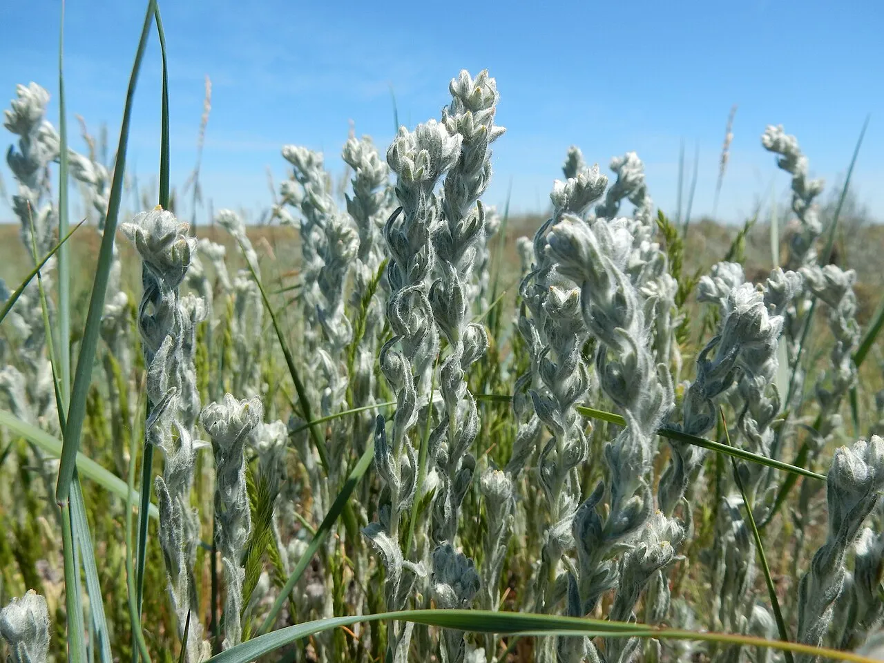 Field Cottonrose