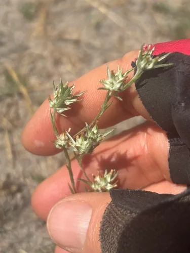 Narrowleaf Cottonrose