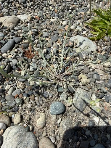 Little Cottonrose