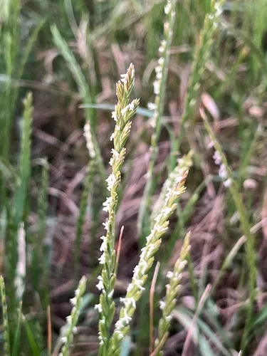 Perennial Ryegrass