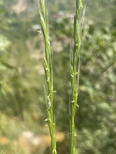Persian Ryegrass — photo by Arya Aras