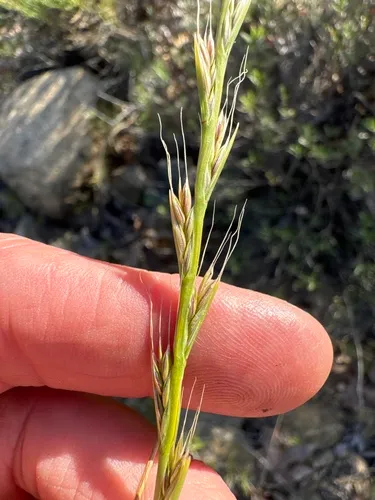 Darnel Ryegrass