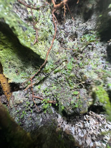 Hollyleaf Fringedfern