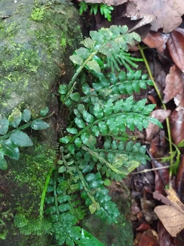 Acacia Fringedfern