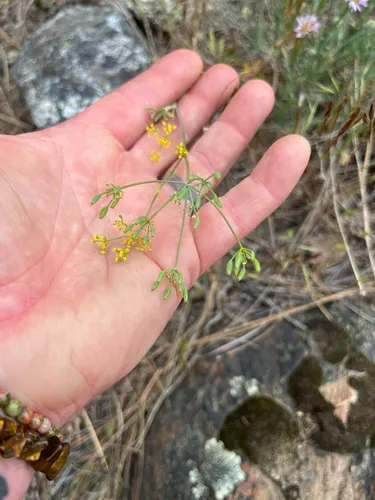 Wyeth Biscuitroot — photo by Tiffa Theden