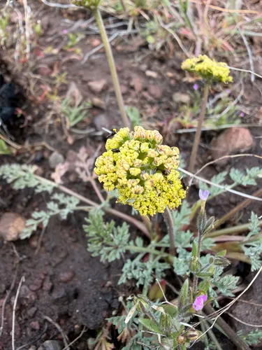 Austin Desertparsley