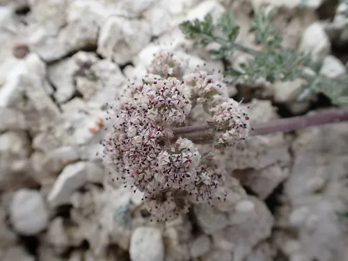 Bentonite Desertparsley