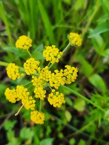 Bradshaw's Desertparsley — photo by Will P