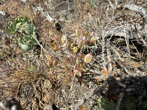 Canby's Biscuitroot — photo by Ashley M Bradford