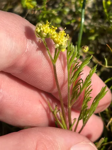 Alkali Desertparsley