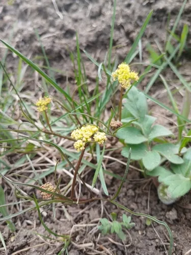 Cusick's Biscuitroot — photo by rangermavrat