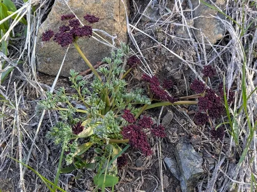 Wenatchee Desertparsley — photo by julegust