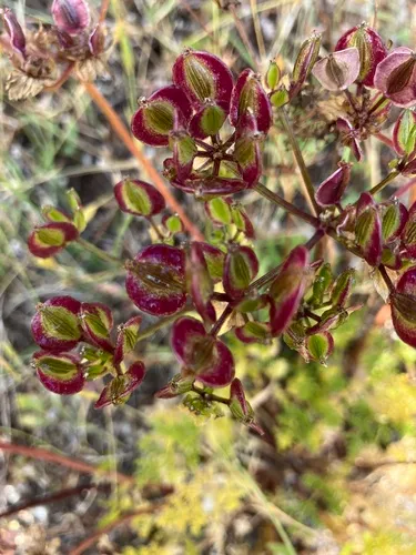 Woollyfruit Desertparsley — photo by Scot Rohrer