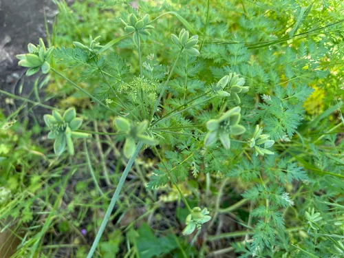 Fernleaf Biscuitroot — photo by Rajan Rao
