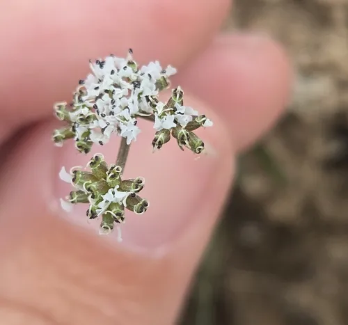 Gorman's Biscuitroot — photo by RJ Baltierra