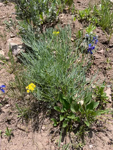 King Desertparsley — photo by crothfels