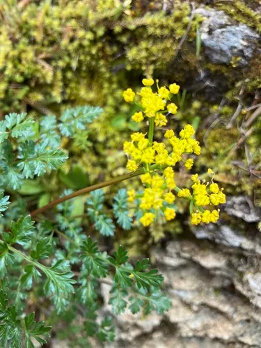 Hall's Biscuitroot — photo by bonnie0888