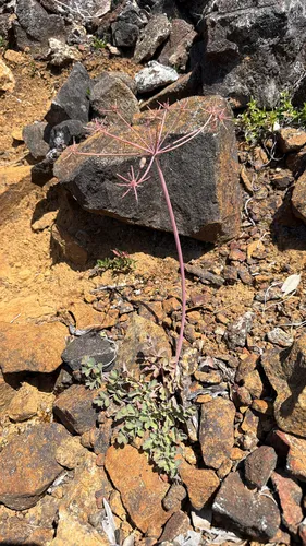 Howell's Biscuitroot — photo by harrii