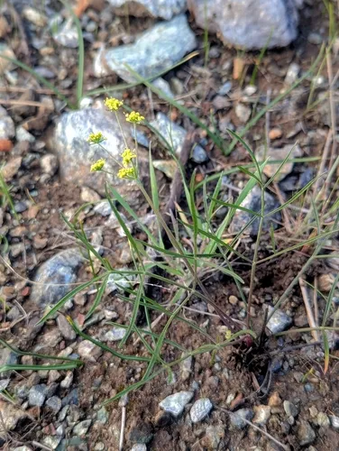Butte Desertparsley — photo by MJ Nehl
