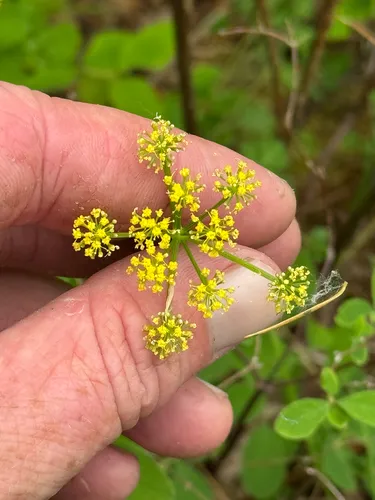 Cascade Desertparsley — photo by Gregory Schaefer