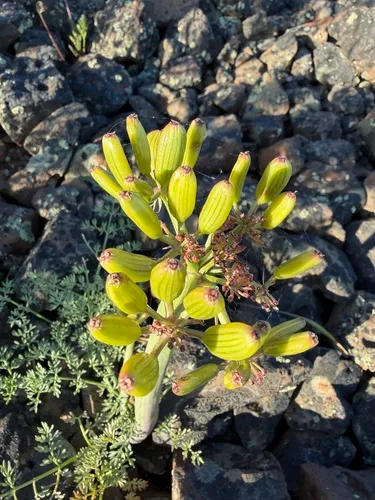 Day Valley Desertparsley — photo by James H. Thomas