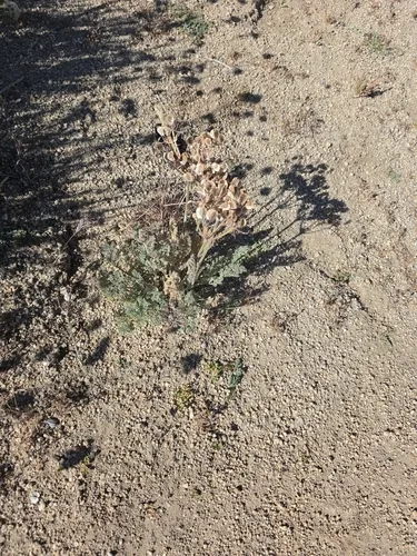 Mojave Desertparsley — photo by kelly anderson