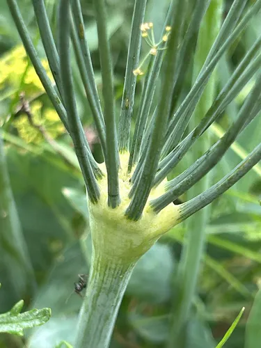 Barestem Biscuitroot