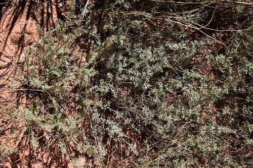 Utah Desertparsley — photo by timheaton