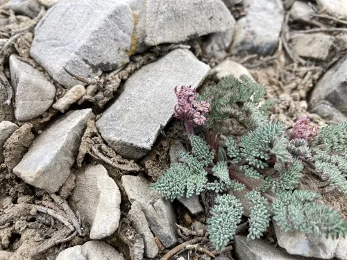 Lassen Parsley — photo by Otto De Groff