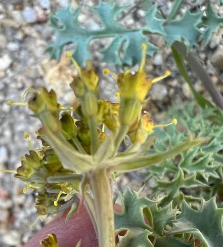 Big Pine Biscuitroot