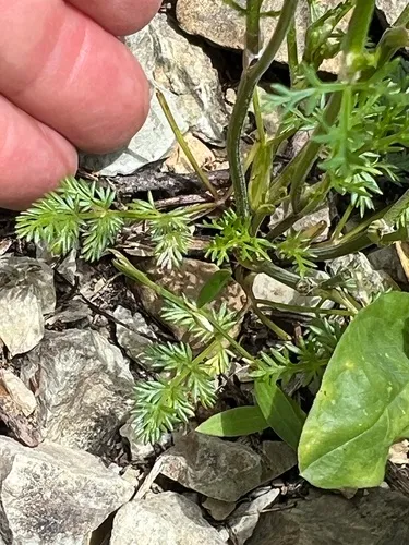 Sandberg's Biscuitroot — photo by lophozia17