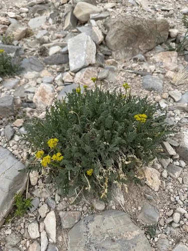 Rough Desertparsley — photo by calekennamer