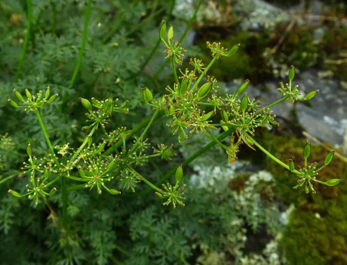 Sweetscented Biscuitroot — photo by Adam Schneider