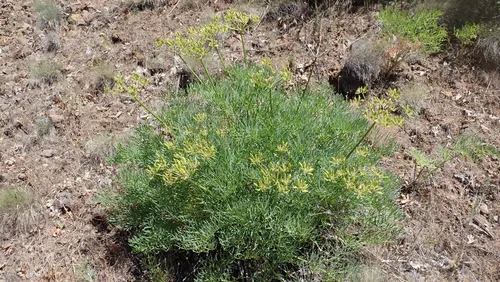 Suksdorf's Desertparsley — photo by botanoah