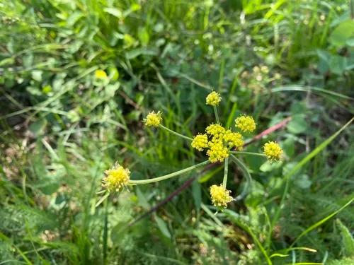 Nineleaf Biscuitroot — photo by ehappy