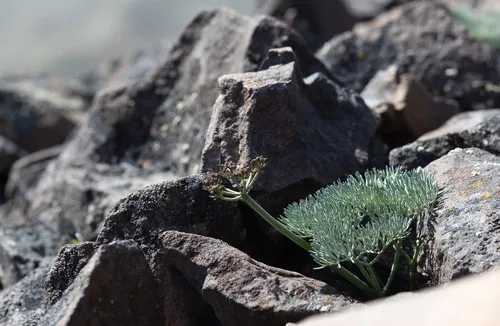 Hoover's Desertparsley — photo by Liam Hutcheson