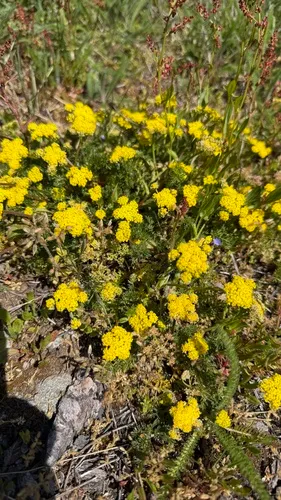 Common Lomatium — photo by Peter Dunwiddie